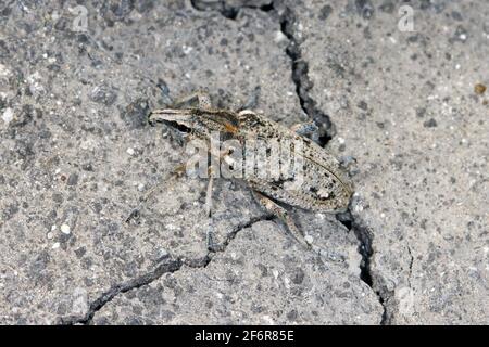 Zuckerrübenkäfer, auch Rootbebenkäfer genannt (Asproparthenis punctiventris, ehemals Bothynoderes punctiventris), auf Blättern beschädigte Rote Beete Pflanzen. It Stockfoto