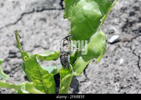 Zuckerrübenkäfer, auch Rootbebenkäfer genannt (Asproparthenis punctiventris, ehemals Bothynoderes punctiventris), auf Blättern beschädigte Rote Beete Pflanzen. It Stockfoto