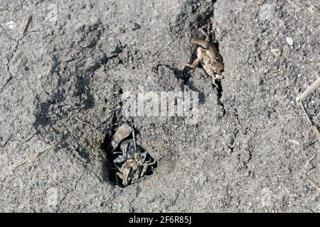 Zuckerrübenkäfer, auch Rootbebenkäfer genannt (Asproparthenis punctiventris, ehemals Bothynoderes punctiventris), auf Blättern beschädigte Rote Beete Pflanzen. It Stockfoto