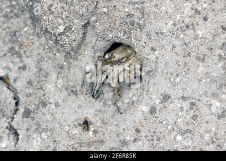 Zuckerrübenkäfer, auch Rootbebenkäfer genannt (Asproparthenis punctiventris, ehemals Bothynoderes punctiventris), auf Blättern beschädigte Rote Beete Pflanzen. It Stockfoto