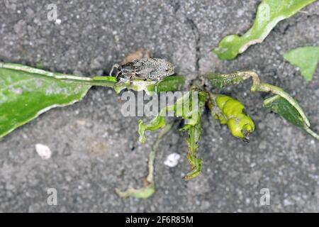 Zuckerrübenkäfer, auch Rootbebenkäfer genannt (Asproparthenis punctiventris, ehemals Bothynoderes punctiventris), auf Blättern beschädigte Rote Beete Pflanzen. It Stockfoto