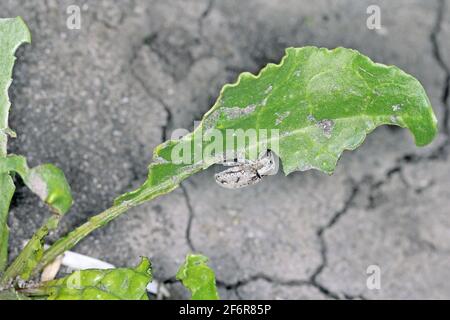 Zuckerrübenkäfer, auch Rootbebenkäfer genannt (Asproparthenis punctiventris, ehemals Bothynoderes punctiventris), auf Blättern beschädigte Rote Beete Pflanzen. It Stockfoto