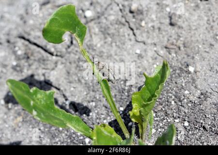 Zuckerrübenkäfer, auch Rootbebenkäfer genannt (Asproparthenis punctiventris, ehemals Bothynoderes punctiventris), auf Blättern beschädigte Rote Beete Pflanzen. It Stockfoto