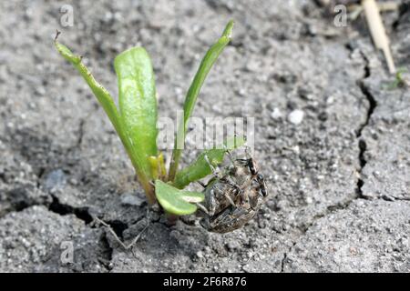 Zuckerrübenkäfer, auch Rootbebenkäfer genannt (Asproparthenis punctiventris, ehemals Bothynoderes punctiventris), auf Blättern beschädigte Rote Beete Pflanzen. It Stockfoto