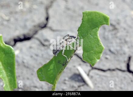 Zuckerrübenkäfer, auch Rootbebenkäfer genannt (Asproparthenis punctiventris, ehemals Bothynoderes punctiventris), auf Blättern beschädigte Rote Beete Pflanzen. It Stockfoto