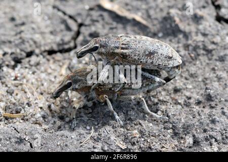 Zuckerrübenkäfer, auch Rootbebenkäfer genannt (Asproparthenis punctiventris, ehemals Bothynoderes punctiventris), auf Blättern beschädigte Rote Beete Pflanzen. It Stockfoto