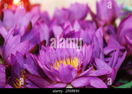 Ein Haufen lila Lotusblüten mit gelben Pollen Stockfoto