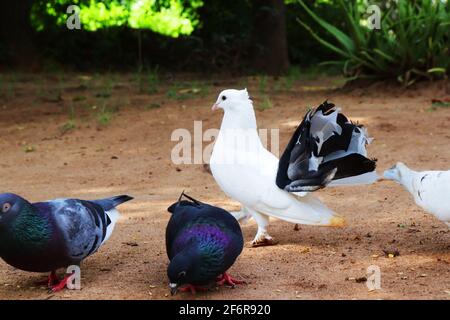 Herausragende stolze weiße Taube unter anderen Vögeln Stockfoto