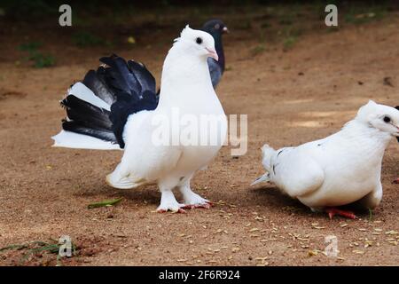 Herausragende stolze weiße Taube unter anderen Vögeln Stockfoto