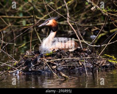 Schöner Grebentaucher im lokalen Park Stockfoto