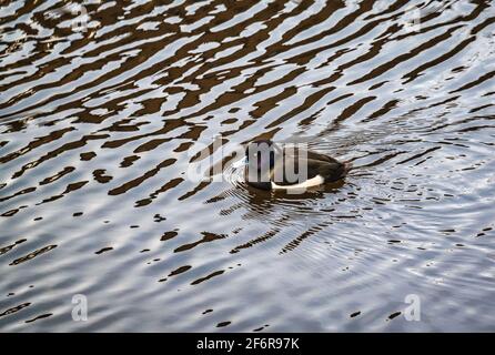 Nahaufnahme der getufteten Ente, Aythya fuligula, Schwimmen im Wasser von Leith, Edinburgh, Großbritannien mit Wellen und Schatten im Wasser Stockfoto