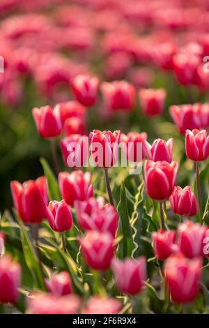 Rosa Tulpen Feld mit dem Sonnenlicht. Berühmte schöne Blüte im Frühling. Stockfoto