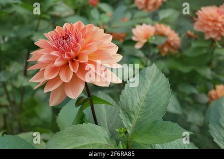 Schöne Dahlia (Georgina) mit Terrakotta-Farbe, die im Blumenbeet blüht In der Herbstsaison Stockfoto