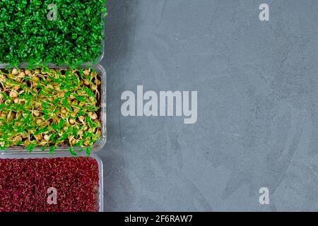 Mikrogrüne Sprossen aus grünen Erbsen, Amaranth, Senf in Kunststoffbehältern auf einem grauen Betontisch. Veganes und gesundes Lebensmittelkonzept. Wachsende Sämlinge Stockfoto