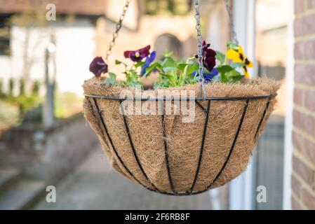 Neu gepflanzte Korb. Weichfokus Stockfoto