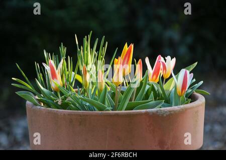 Rote und gelbe Ziertulippen in einem Terrakotta-Topf. Stockfoto