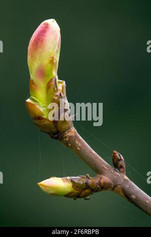 Rosskastanienknospe Aesculus hippocastanum knospend Stockfoto