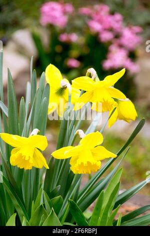 Narzissen Garten Frühlingsblumen Stockfoto