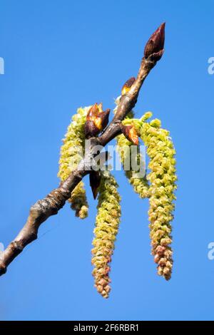 Populus canescens katkins auf Ast Graue Pappelpollen Stockfoto