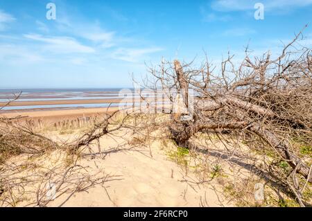 Tote Bäume auf Dünen hinter einem leeren Strand im Holme Dunes Naturschutzgebiet, North Norfolk. Stockfoto