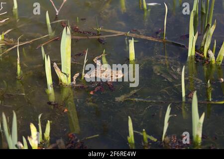 Im Frühjahr verlässt der Frosch den Überwinterungsplatz und sammelt sich in flachen Gewässern Stockfoto