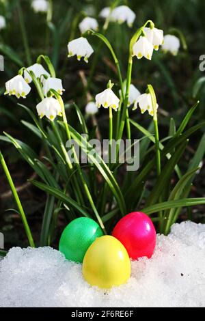 Osterei Wiese Schneeglöckchen Stockfoto