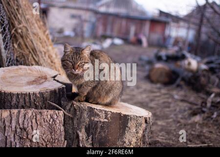 Die Katze sitzt auf einem Holzbalken. Stockfoto