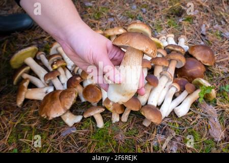 Hand hält Boletus Edulis im Wald. Rohe essbare Pilze auf dem Moos im Wald im Herbst Stockfoto