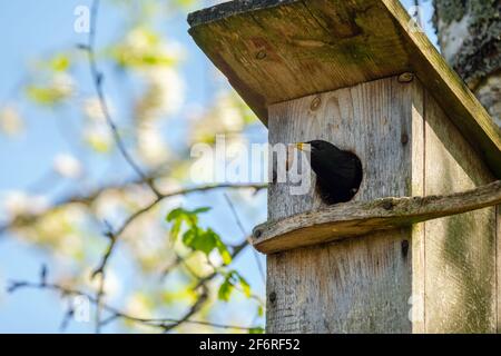 Starling Vogel ( Sturnus vulgaris ) bringt Wurm in die hölzerne Nistbox im Baum. Vogelfütterung Kinder in Holz Vogelhaus hängen an der Birke Stockfoto