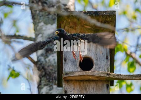 Starling Vogel ( Sturnus vulgaris ) fliegend aus dem hölzernen Nistkasten im Baum. Vögel fütternde Kinder in hölzernen Vogelhaus hängen auf der Birke Outdoo Stockfoto