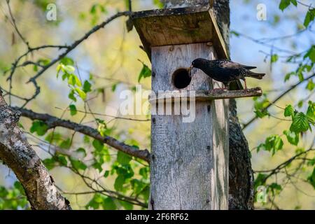 Starling Vogel ( Sturnus vulgaris ) bringt Wurm in die hölzerne Nistbox im Baum. Vogelfütterung Kinder in Holz Vogelhaus hängen an der Birke Stockfoto