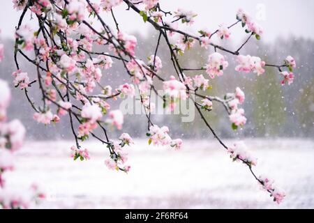 Apfelbaum blüht im Frühjahr bei unerwartetem Schneefall mit Schnee bedeckt. Blühende Blumen frieren unter weißem Schnee im Garten. Stockfoto