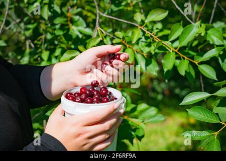 Nahaufnahme der Frau Hände Kommissionierung reife Kirschen des Baumes. Ernte rote Kirsche in einem weißen Plastikeimer auf Obstfarm in der Sommerzeit. Stockfoto