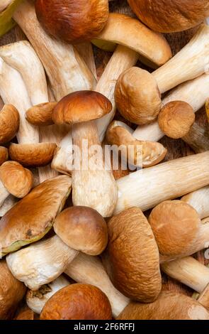 Braune Kappe Boletus Edulis Hintergrund. Eine Menge essbare Pilze auf einem Küchentisch. Niemand Stockfoto