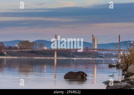 Wien, Wien: Eurasischer Biber oder Europäischer Biber (Rizinusfaser), der Rinde des Astes in der Neuen Donau frisst, Kaisermühlenbrücke, Mil Stockfoto