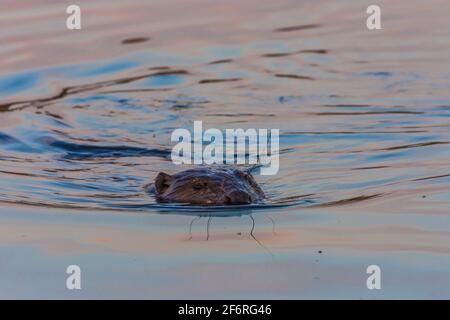 Wien, Wien: Eurasischer Biber oder Europäischer Biber (Rizinusfaser) schwimmend in der Neuen Donau im Jahr 22. Donaustadt, Wien, Österreich Stockfoto