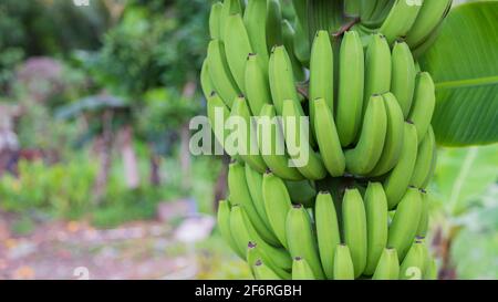 Bund grüner Bananen, die sich abhandhaben, wurde ausgesetzt Stockfoto