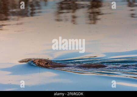 Wien, Wien: Eurasischer Biber oder Europäischer Biber (Rizinusfaser) schwimmend in der Neuen Donau im Jahr 22. Donaustadt, Wien, Österreich Stockfoto
