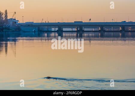 Wien, Wien: Eurasischer Biber oder Europäischer Biber (Castor Fiber) schwimmt in der Neuen Donau, Donaustadtbrücke 22. Donaustadt, Stockfoto