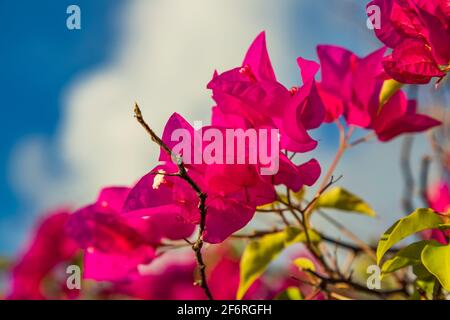 Rosa Bougainvillea Blumen diagonal in Rahmen angeordnet Stockfoto