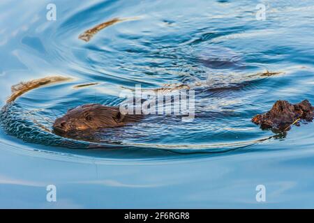 Wien, Wien: Eurasischer Biber oder Europäischer Biber (Rizinusfaser) schwimmend in der Neuen Donau im Jahr 22. Donaustadt, Wien, Österreich Stockfoto