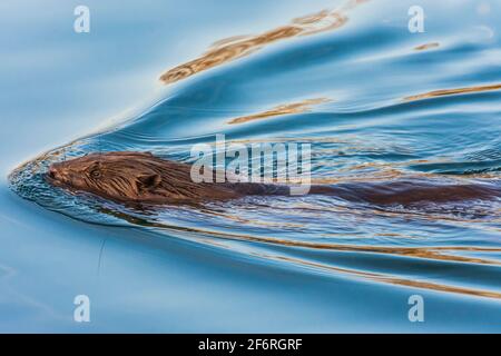 Wien, Wien: Eurasischer Biber oder Europäischer Biber (Rizinusfaser) schwimmend in der Neuen Donau im Jahr 22. Donaustadt, Wien, Österreich Stockfoto