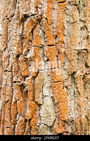 Reddening of the poplar tree bark texture is caused by the alga Trentepohlia umbrina Stockfoto