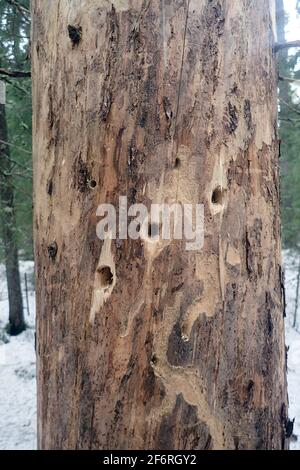 Baumstamm mit Spechtlöchern. Ein Baum mit Löchern, die von einem Spechtschnabel gemacht wurden Stockfoto