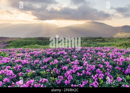 Rhododendron Blumen bedeckte Bergwiese im Sommer. Orangefarbenes Sonnenaufgangslicht leuchtet auf einem Vordergrund. Landschaftsfotografie Stockfoto