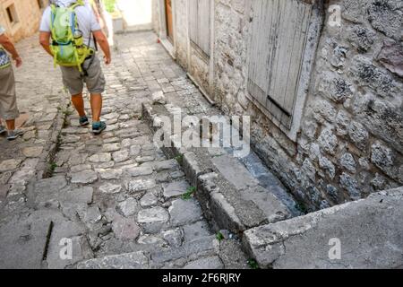 Eine kranke streunende Katze sitzt in einer hügeligen Steinallee in der mittelalterlichen Altstadt der ummauerten Stadt Kotor, Montenegro, der Stadt der Katzen Stockfoto