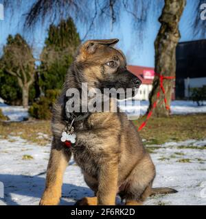 Ein Profilbild eines elf Wochen alten Schäferhundes in einem schneebedeckten Garten. Bild aus dem Landkreis Scania, Schweden Stockfoto