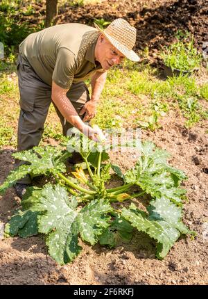 Ältere Mann sammelt weiße Bio-Mark Zucchini im Gemüsegarten, Sommer Ernte von Gemüse. Stockfoto