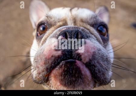 Lustig aussehende französische Bulldogge schaut nach oben. Selektiver Fokus auf die Nase. Großer Kopf. Stockfoto