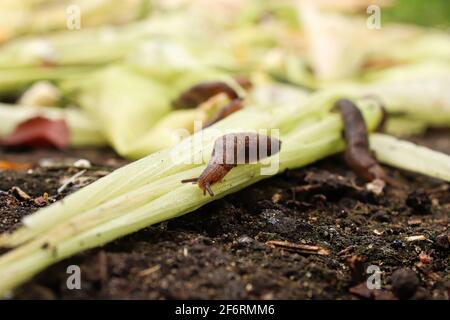 Schnecken krabbeln im Garten über die Vegetation Stockfoto